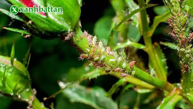 Nguyên nhân dẫn đến bệnh rệp sáp trên hoa Hồng?