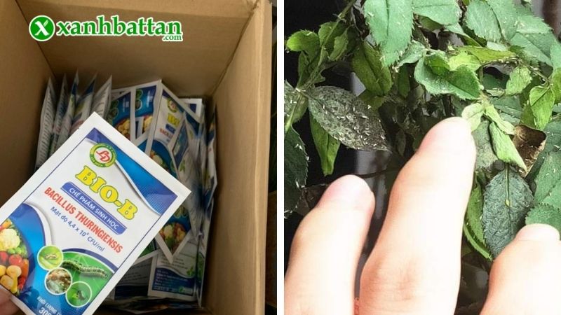 Cách trị rệp sáp trên hoa Hồng bằng chế phẩm Bio B