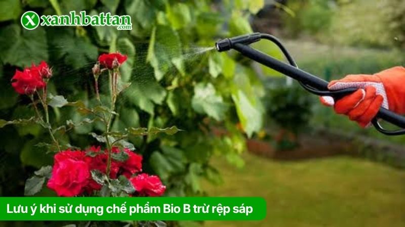 Lưu ý khi sử dụng chế phẩm Bio B trừ rệp sáp