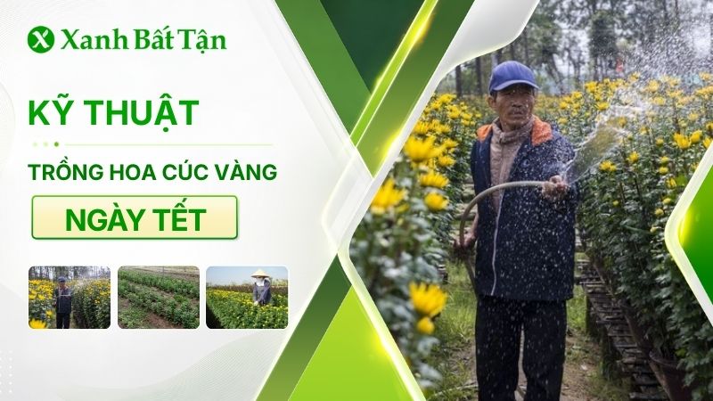 Cách trồng cúc Tết đúng kỹ thuật, hoa nở rực