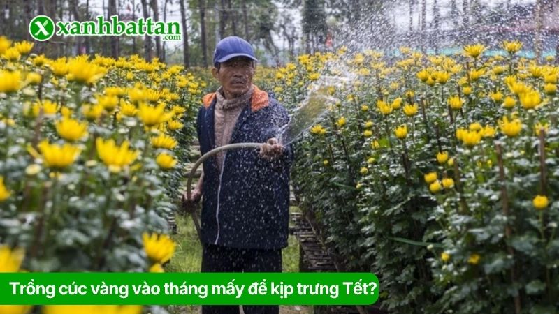 Trồng cúc vàng vào tháng mấy để kịp trưng Tết?