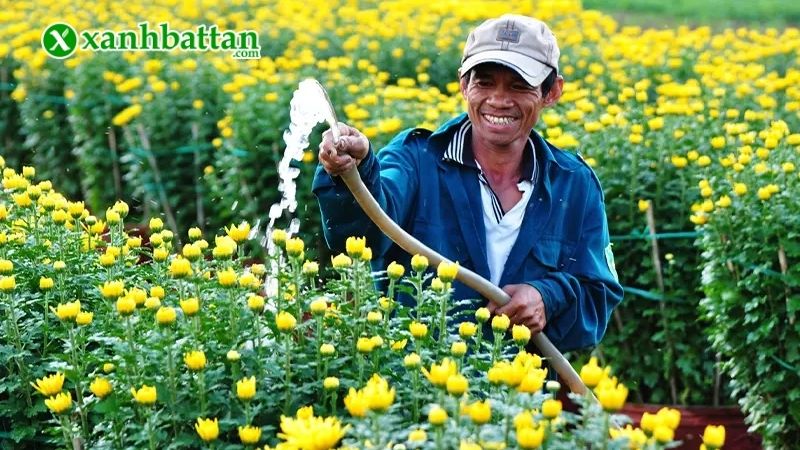 Nhiệt độ trồng cây cúc Tết