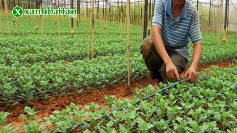 Chọn giống cúc khỏe, đạt tiêu chuẩn