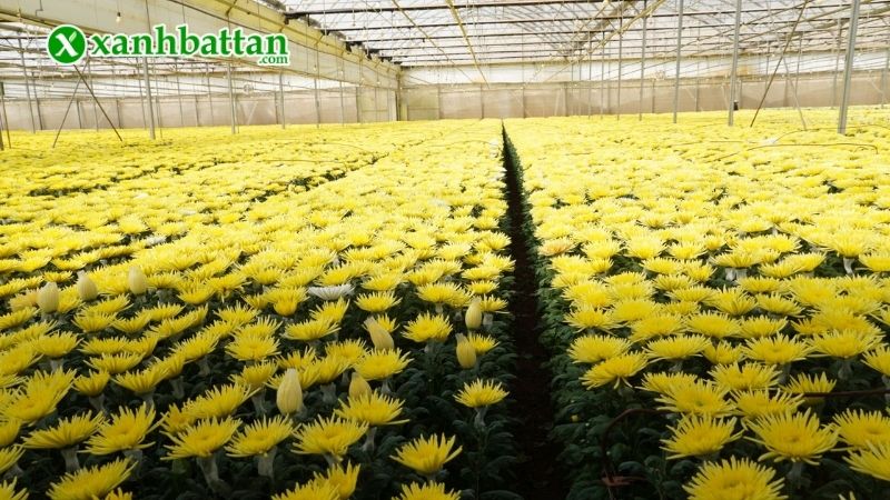 Kỹ thuật trồng cúc Tết hiệu quả