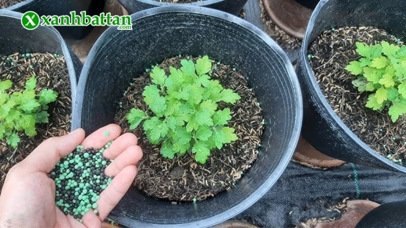 Bón phân cho cúc Tết