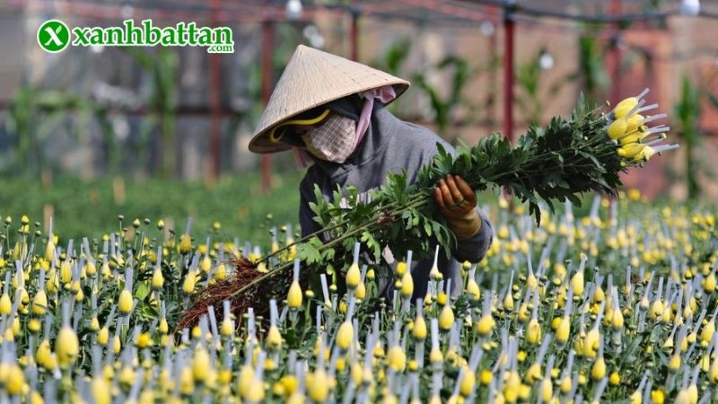 Điều chỉnh ánh sáng để cúc nở đúng Tết
