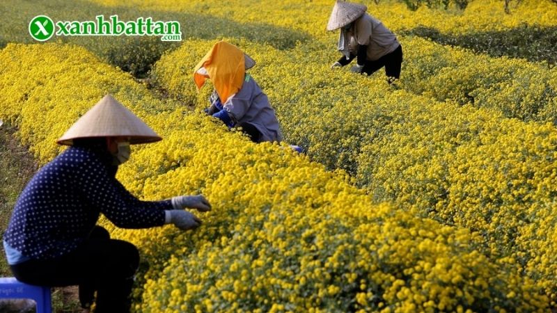 Lưu ý cách kỹ thuật trồng cúc Tết để hoa nở rực