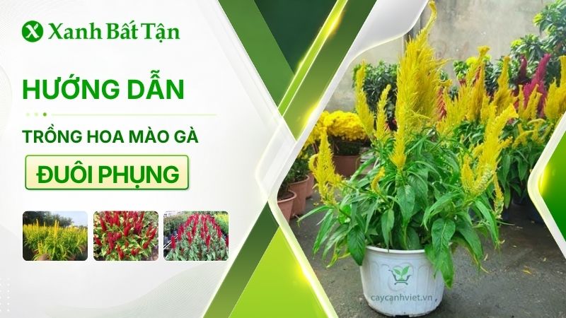 Cách trồng hoa mào gà đuôi phụng chuẩn kỹ thuật