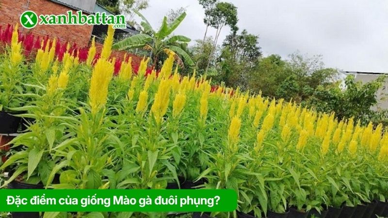 Đặc điểm của giống Mào gà đuôi phụng?