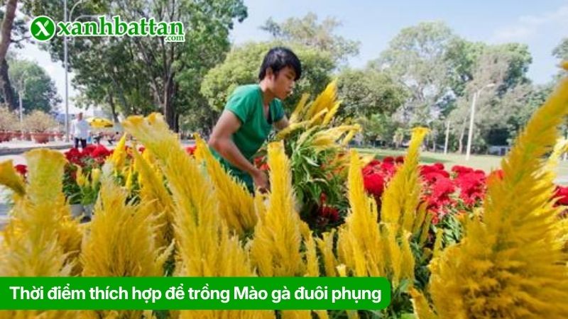 Thời điểm thích hợp để trồng Mào gà đuôi phụng