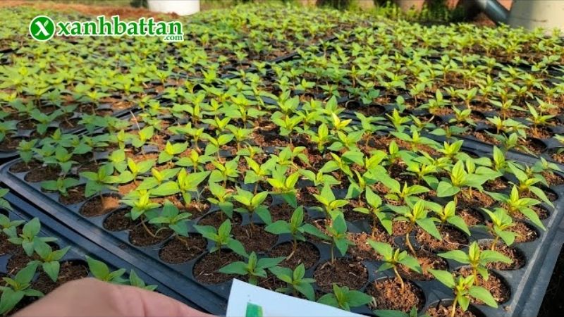 Cách ươm cây Mào gà đuôi phụng con