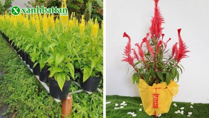 Cách trồng hoa Mào gà đuôi phụng vào chậu