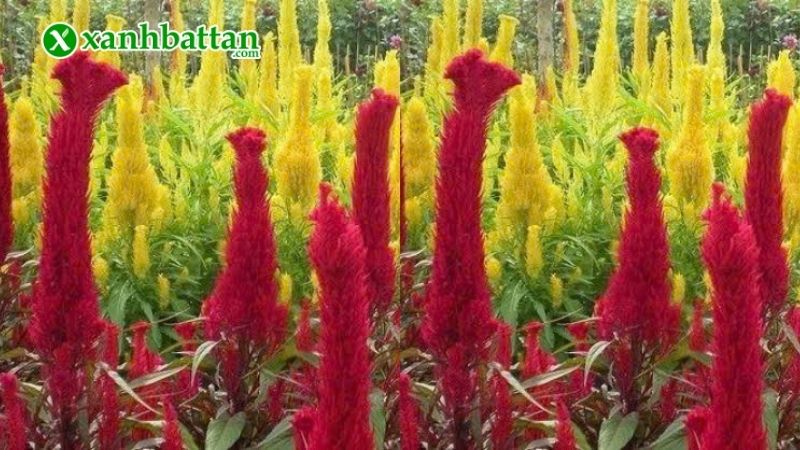 Chế độ tưới nước, bón phân, chiếu sáng