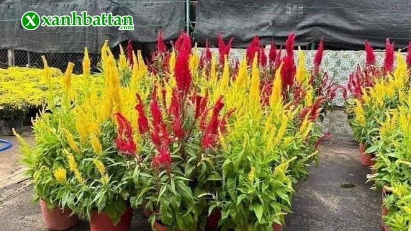 Phòng trừ sâu bệnh trên Mào gà đuôi phụng