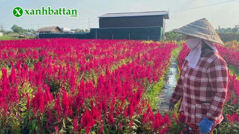 Lưu ý cách chăm sóc Mào gà đuôi phụng