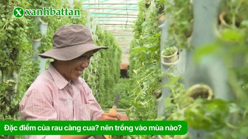 Đặc điểm của rau càng cua? nên trồng vào mùa nào?