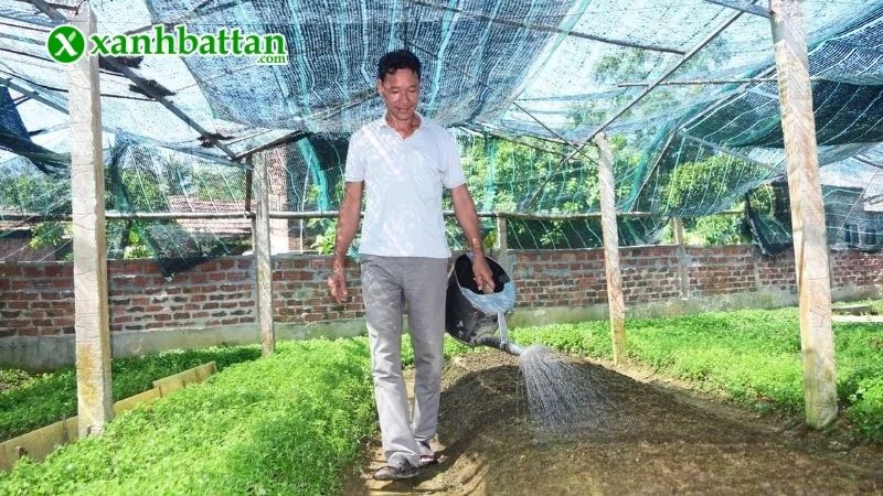 Hướng dẫn cách trồng rau càng cua tại nhà xanh mơn mỡn