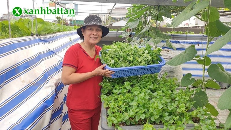 Hướng dẫn cách trồng rau càng cua tại nhà xanh mơn mỡn