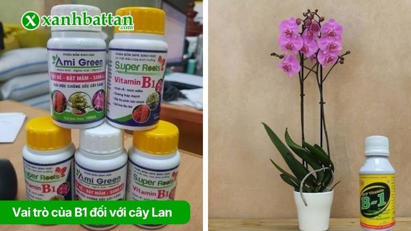 Vai trò của B1 đối với cây Lan