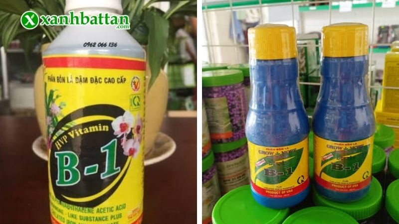 Các loại B1 dành cho Lan phổ biến hiện nay