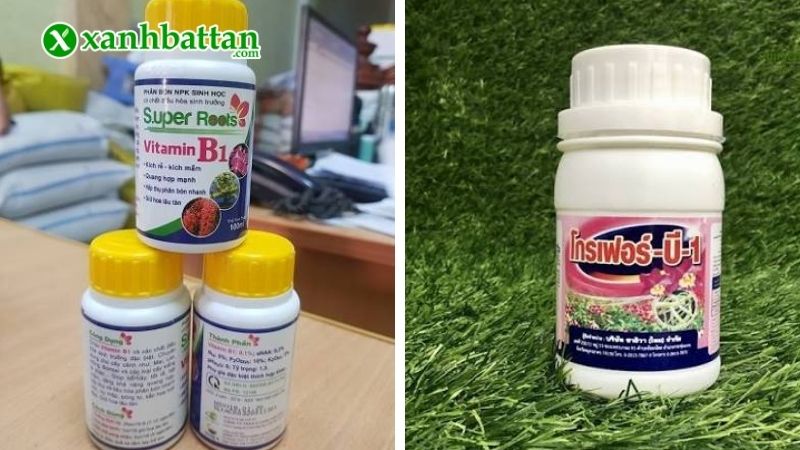 Các loại B1 dành cho Lan phổ biến hiện nay
