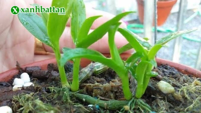 Hướng dẫn cách tưới B1 cho Lan đúng cách