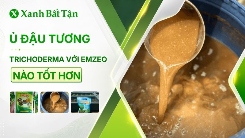 Cách ủ đậu tương với Trichoderma hay Emzeo tốt hơn?