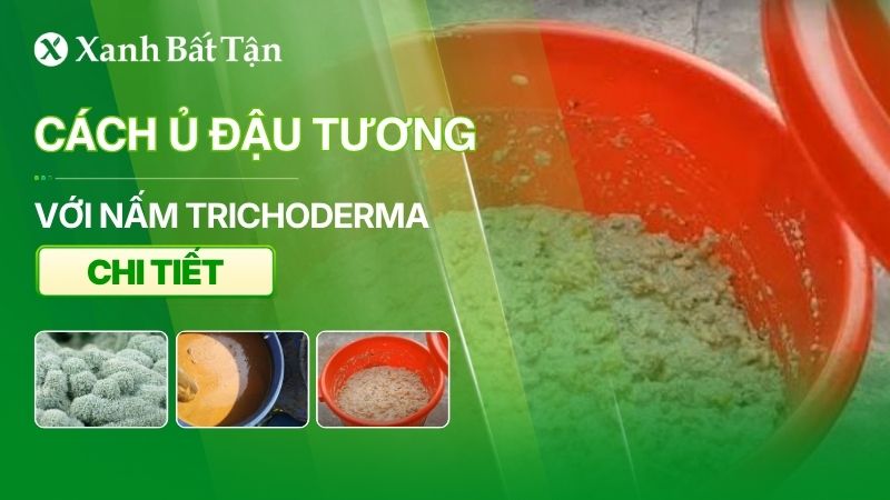 Hướng dẫn cách ủ đậu tương với nấm Trichoderma chi tiết