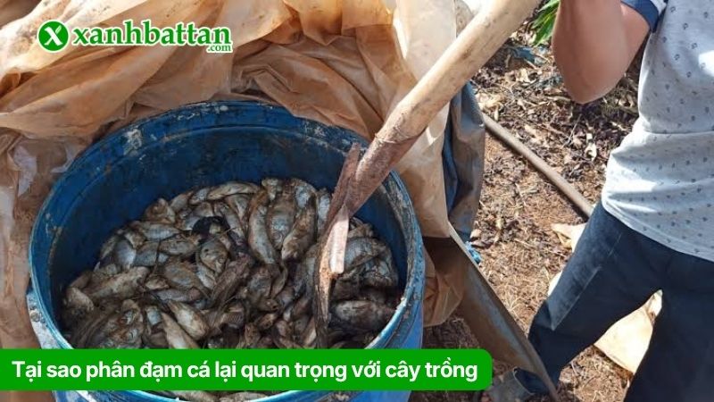 Tại sao phân đạm cá lại là nguồn dinh dưỡng cho cây trồng?