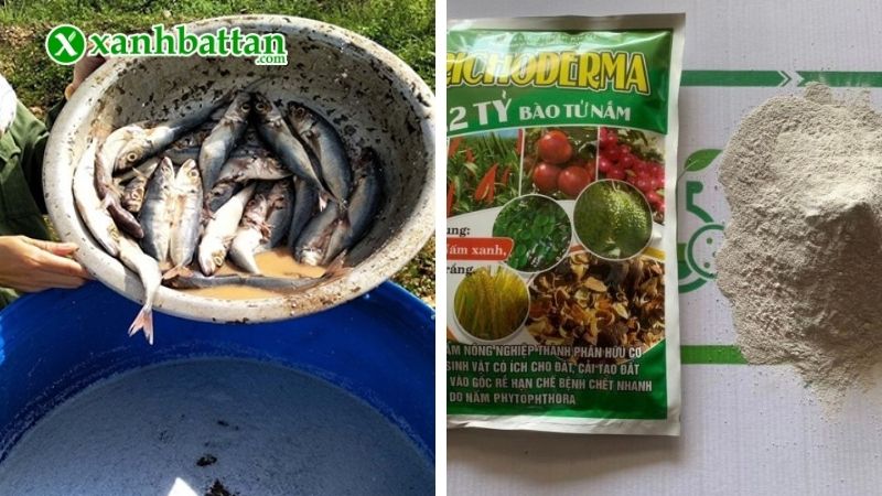 Quy trình ủ phân đạm cá cùng Trichoderma