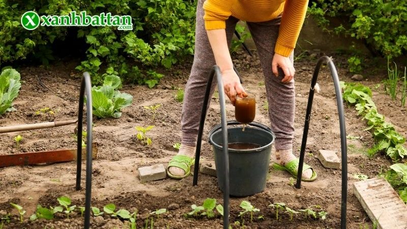 Lưu ý khi sử dụng đạm cá bón cho cây trồng