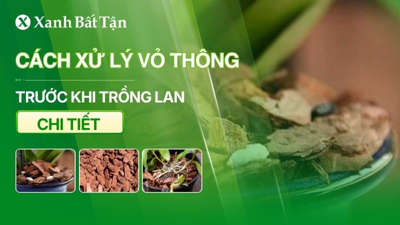 Cách xử lý vỏ thông trước khi trồng phong Lan chi tiết