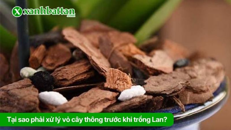Tại sao phải xử lý vỏ cây thông trước khi trồng Lan?