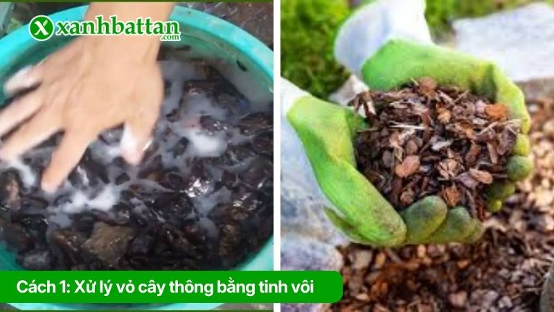 Cách 1: Xử lý vỏ cây thông bằng tinh vôi