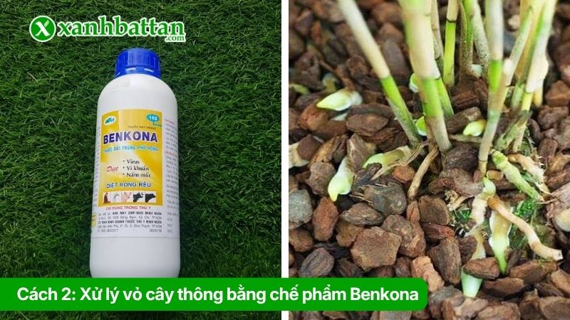 Cách 2: Xử lý vỏ cây thông bằng chế phẩm Benkona