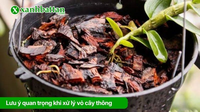 Lưu ý quan trọng khi xử lý vỏ cây thông