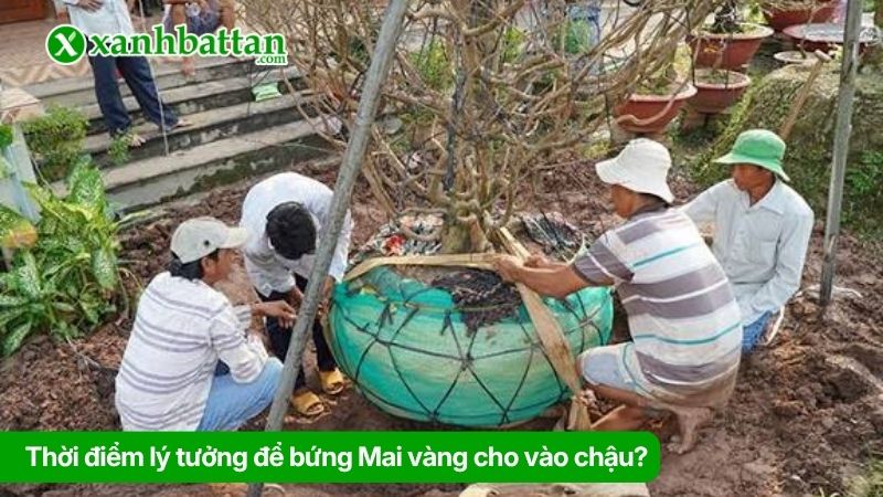 Thời điểm lý tưởng để bứng Mai vàng cho vào chậu?