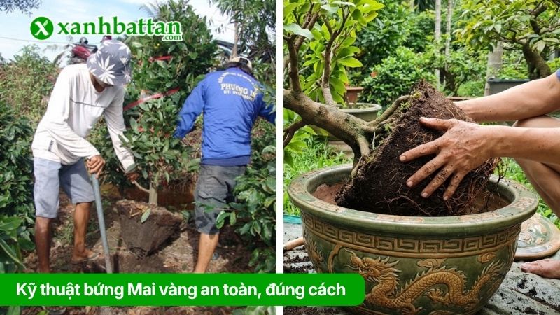 Kỹ thuật bứng Mai vàng an toàn, đúng cách