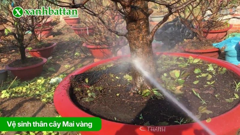 Vệ sinh thân cây Mai vàng mới bứng