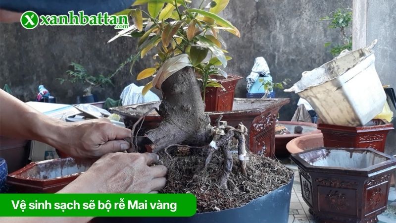 Vệ sinh sạch sẽ bộ rễ Mai vàng mới bứng