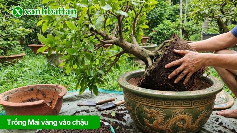 Trồng Mai vàng vào chậu
