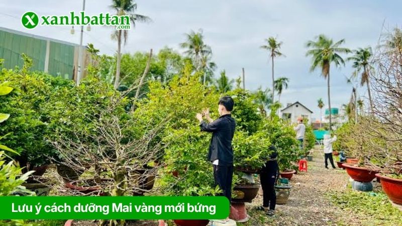 Lưu ý cách dưỡng Mai vàng mới bứng để cây phát triển tốt