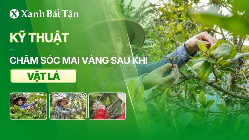 Kỹ thuật chăm sóc Mai vàng sau khi tuốt lá