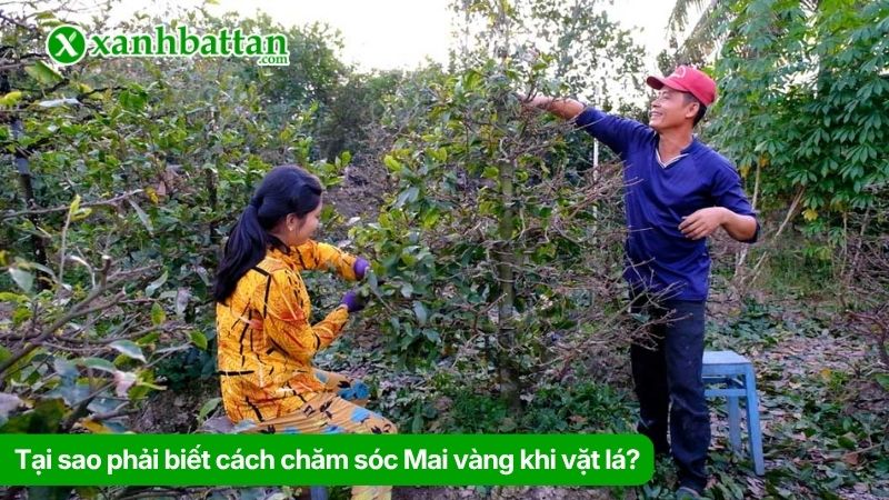 Tại sao phải biết cách chăm sóc Mai vàng khi vặt lá?