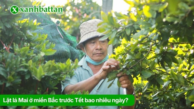 Lặt lá Mai ở miền Bắc trước Tết bao nhiêu ngày?