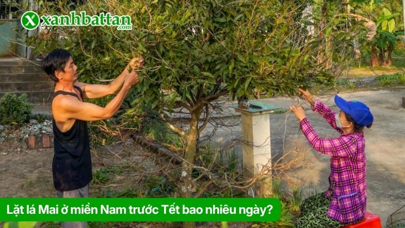 Lặt lá Mai ở miền Nam trước Tết bao nhiêu ngày?