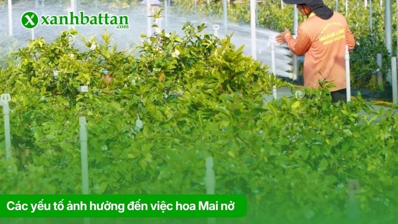 Các yếu tố ảnh hưởng đến việc hoa Mai nở