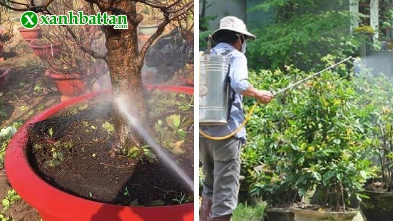 Chế độ tưới nước hợp lý cho Mai vàng