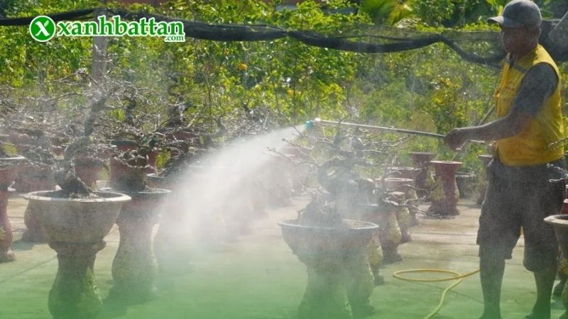 Phòng trừ sâu hại trên cây Mai