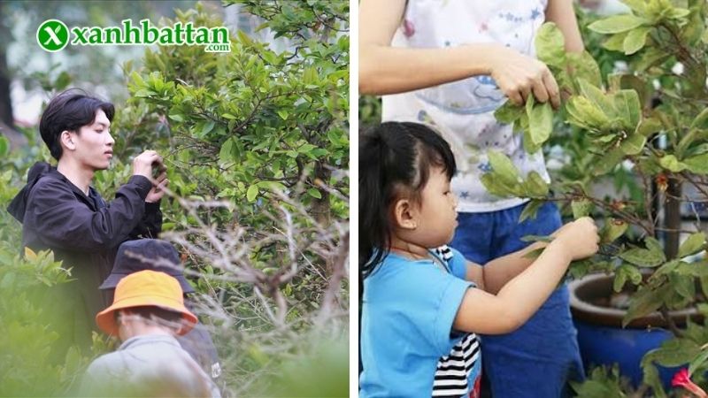 Lưu ý về cách chăm sóc Mai vàng sau khi tuốt lá
